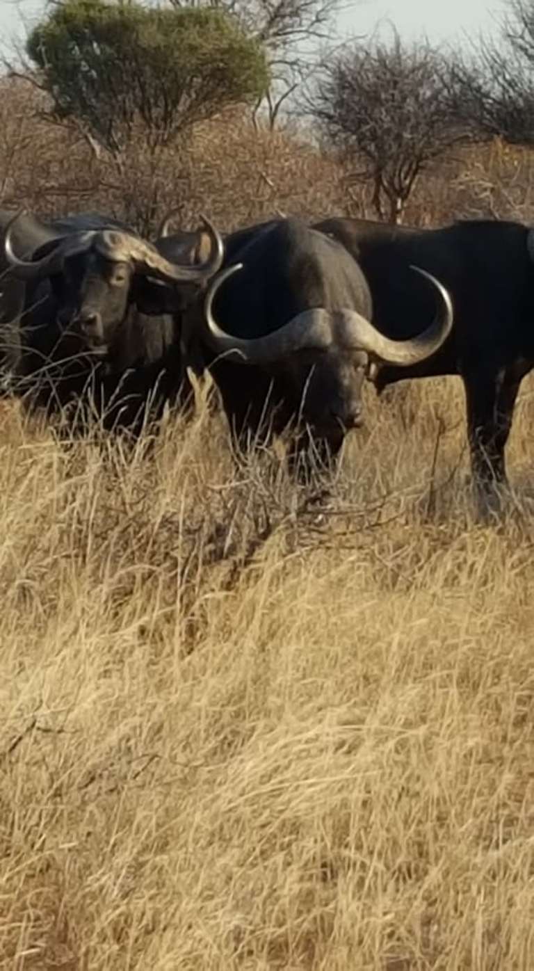 Watts Trophy Hunting